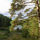 Александр Тюгаев. Лапки